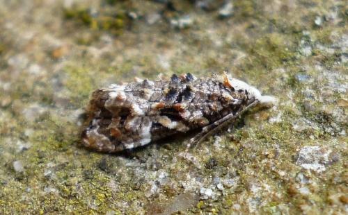Phtheochroa rugosana
